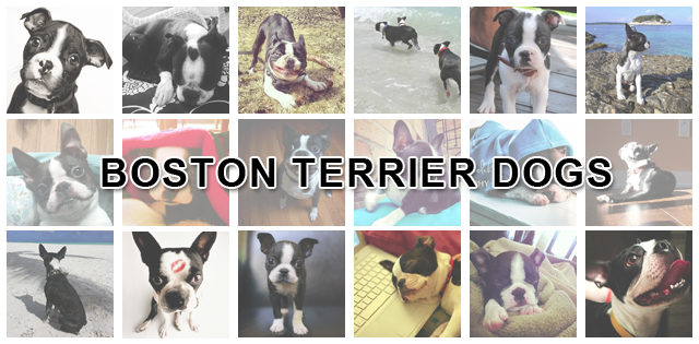 Boston Terrier Dogs