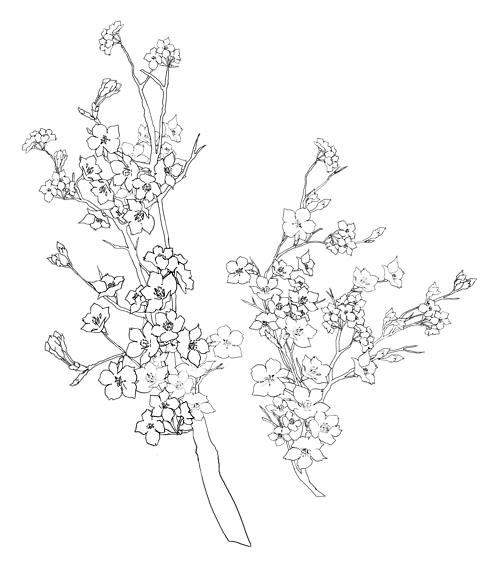 Line Art Flower Design Png : Luftmensch