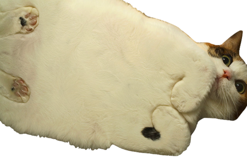 tumblr_static_fat.png