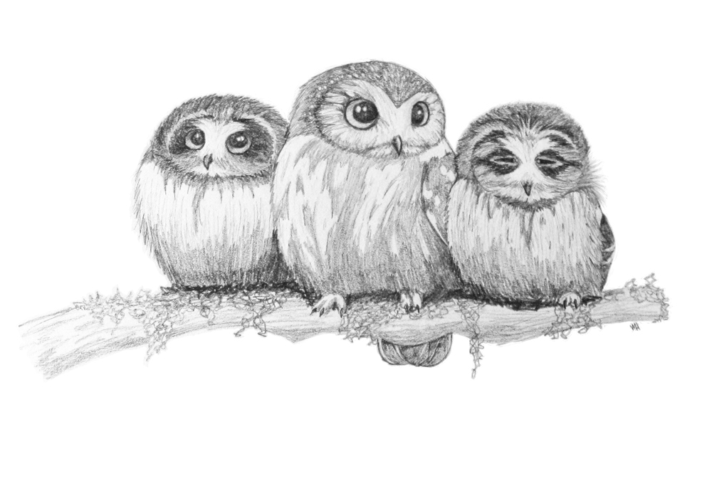 cute owl drawings tumblr cute owl drawings
