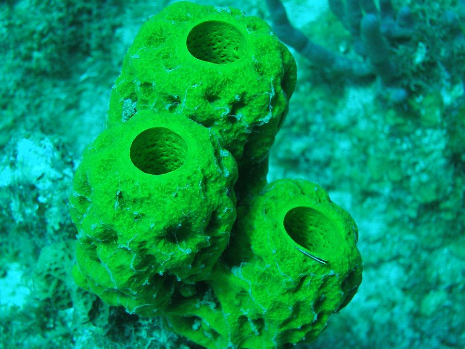 Marine biology homework help