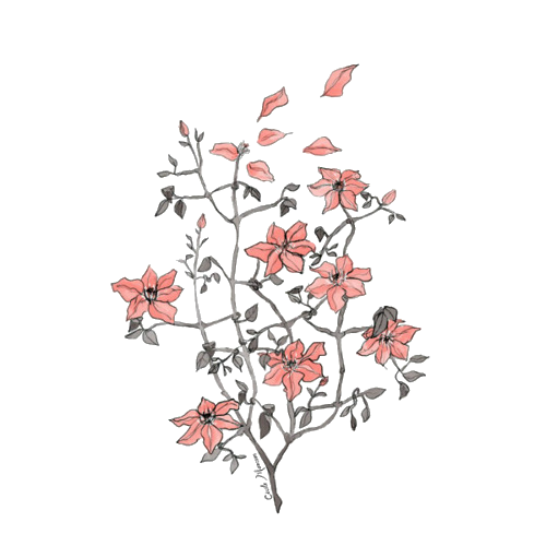 Tumblr Transparent Flower Drawing Tumblr Transparent Flower Drawing
