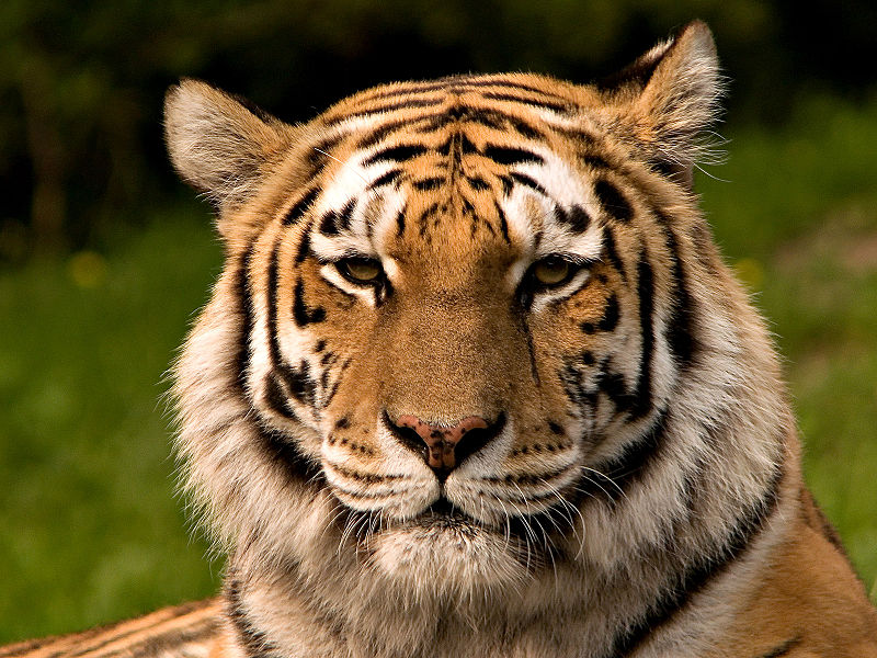tigers of tinder