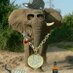 Circus Elephant