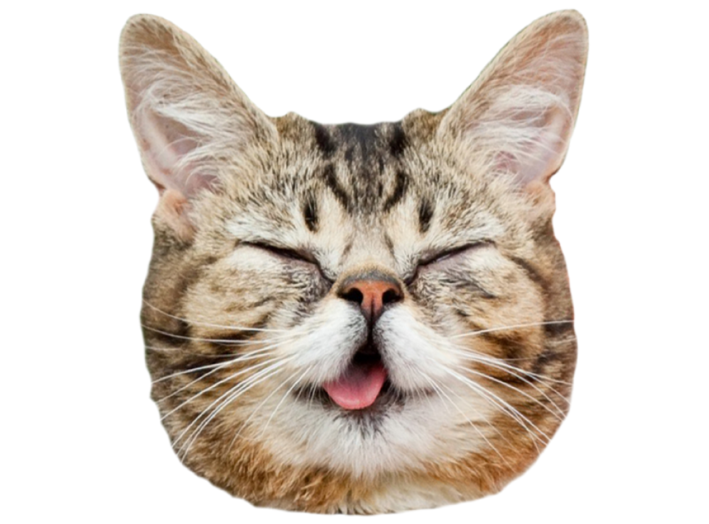 Funny Dog Cat Childrens Pic Funny Dog Cat Childrens Pic