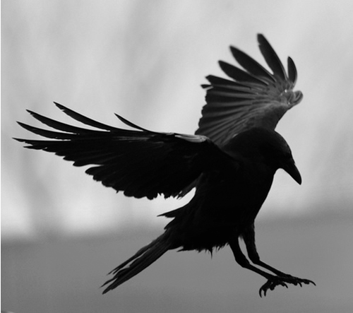ask the trickster raven ask the trickster raven