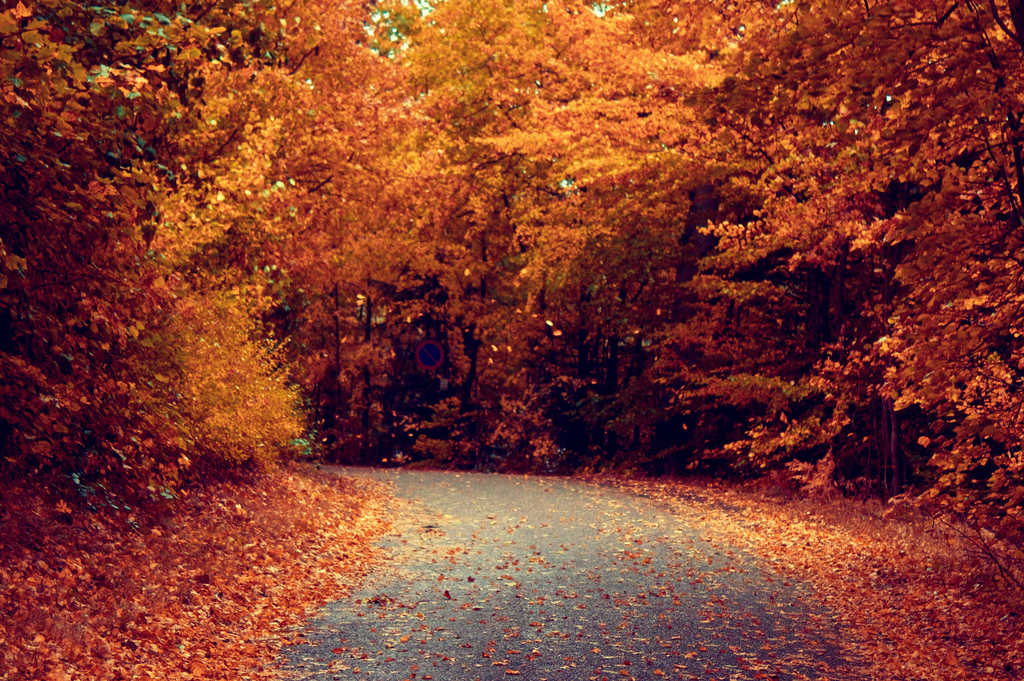 autum tumblr ile ilgili görsel sonucu