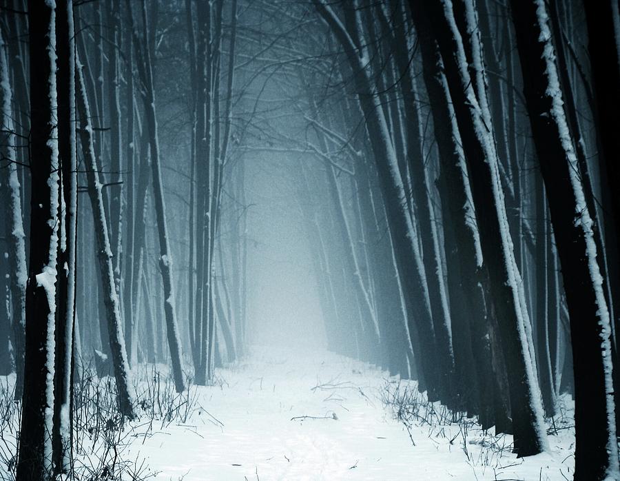 Creatures Of Snow