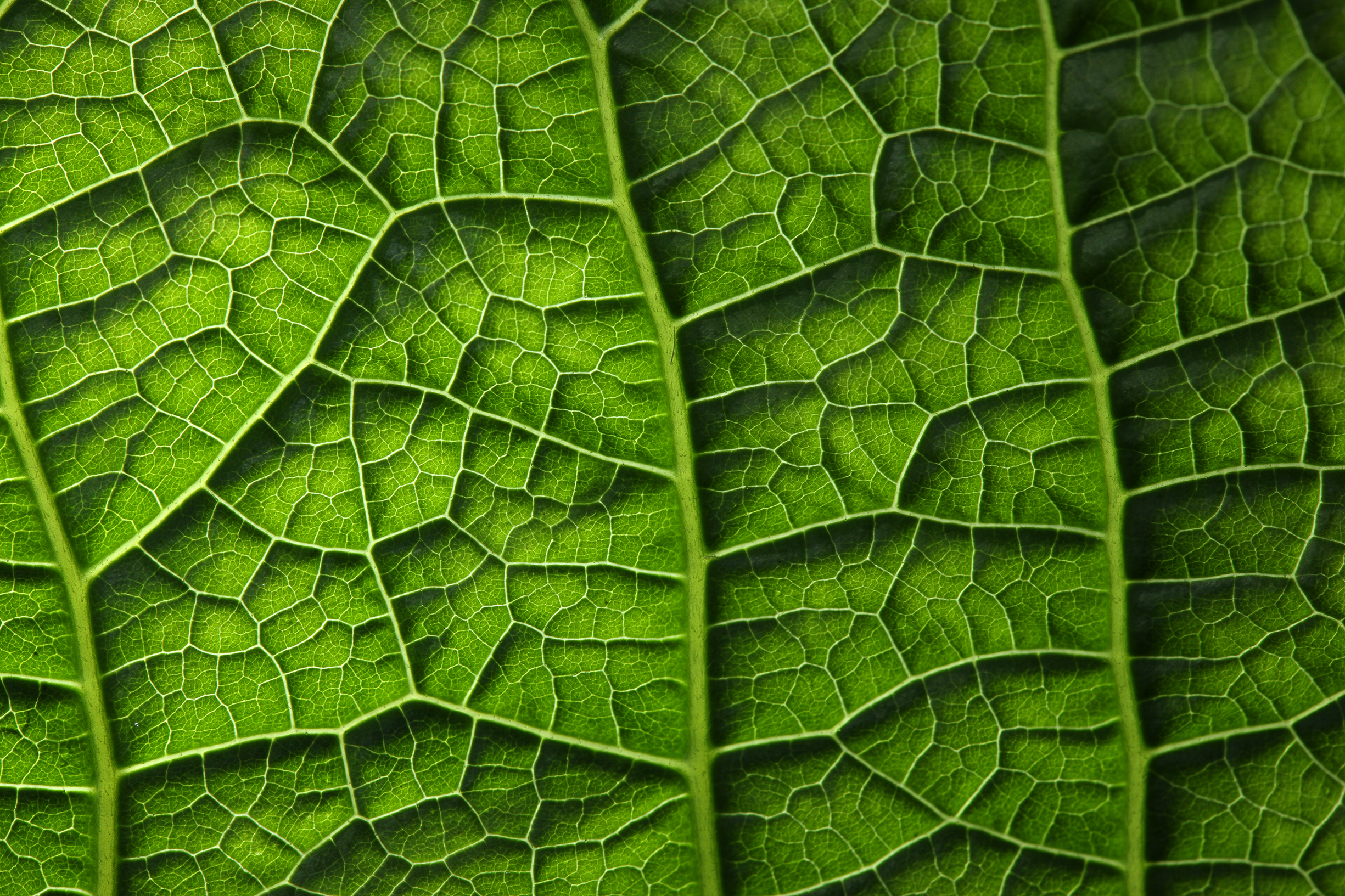 nature labs