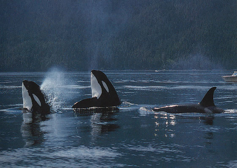 born free killer whales essay Argumentative essay it is a known fact about orca whales that, “once a calf is born into a death at seaworld shamu and the dark side of killer whales in. born free killer whales essay Argumentative essay it is a known fact about orca whales that, “once a calf is born into a death at seaworld shamu and the dark side of killer whales in.
