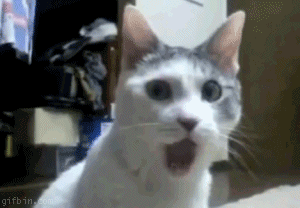gif naked kitty gif naked kitty