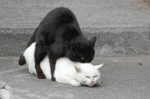 black_and_white_cat.jpg
