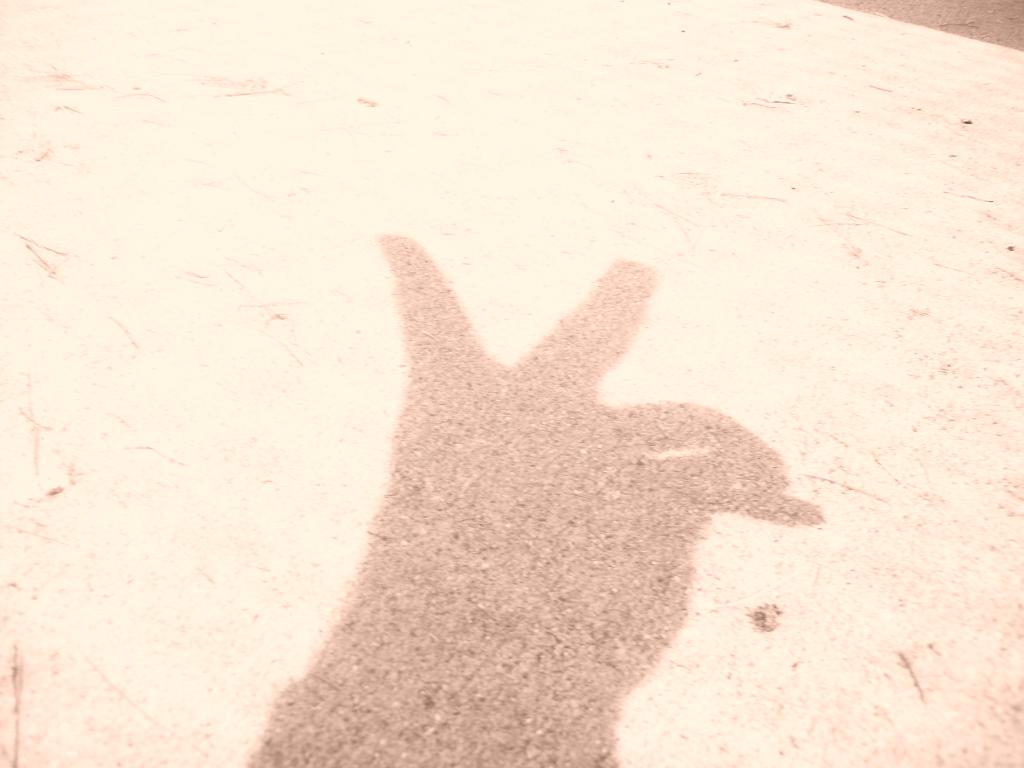 header