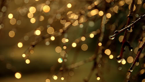 tumblr photography christmas lights www pixshark com christmas tree ligths