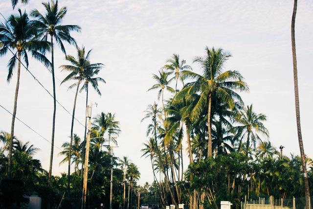 Palm Trees Tumblr Palm Trees Tumblr