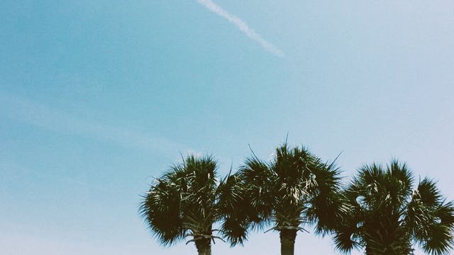 Palm Trees Tumblr Palm Trees Tumblr