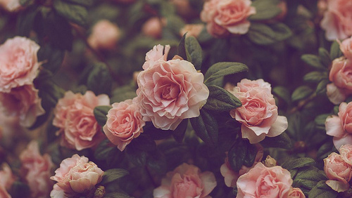Výsledek obrázku pro tumblr flowers
