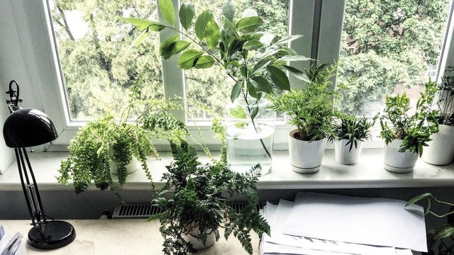minimalist plant tumblr