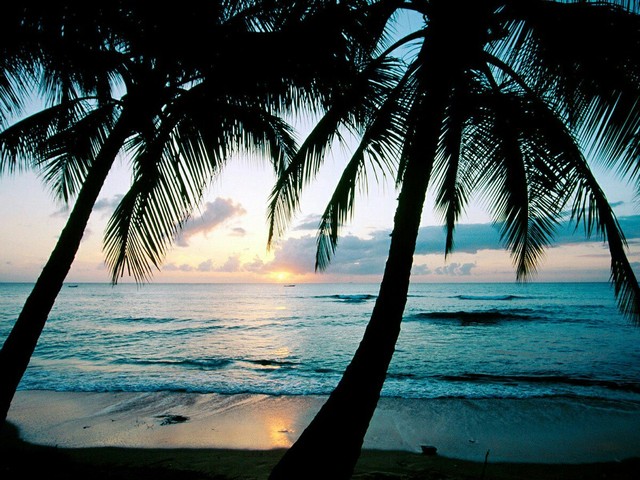 Palm Trees Tumblr Palm Trees Tumblr
