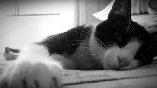 the black and white cat tumblr