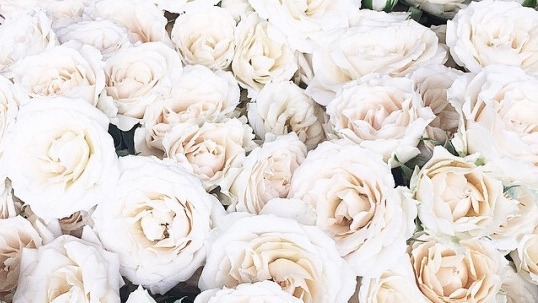 white rose art tumblr