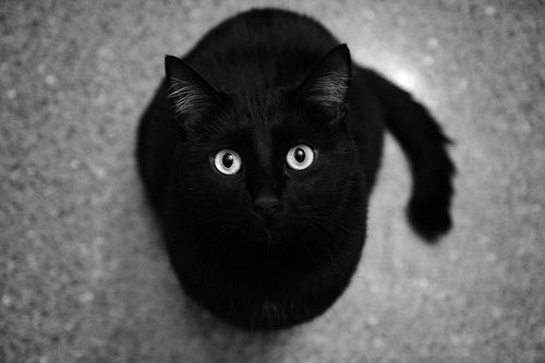 Resultado de imagem para gato preto tumblr