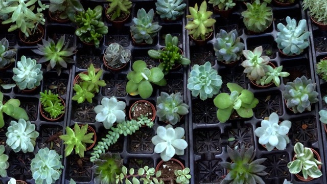 plants are friend tumblr