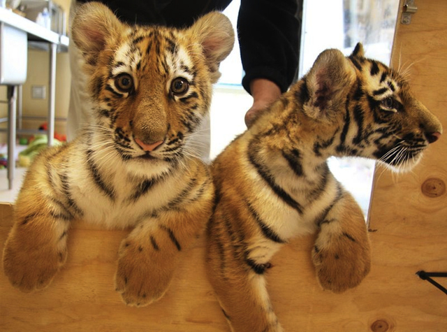 Tumblr baby animals