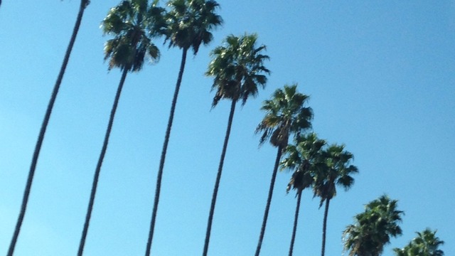 Palm Trees Tumblr Palm Trees Tumblr