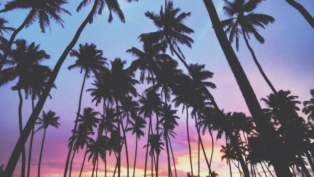 Palm Trees Sunset Tumblr Brilliant Tree Love With I Palm Trees Sunset Tumblr Brilliant Tree Love With I