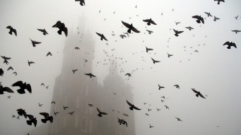 Image result for bird tumblr