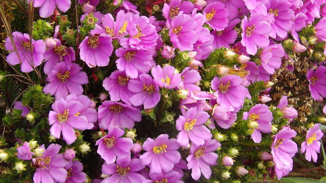beija flores tumblr