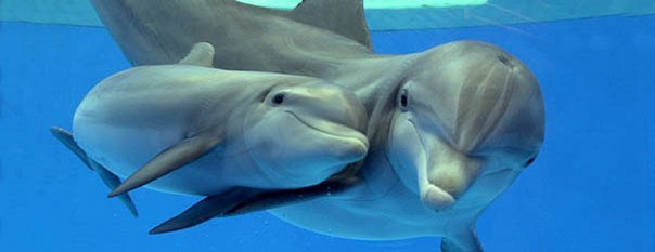 bottlenosed dolphins tumblr