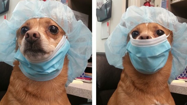 Pyo canine