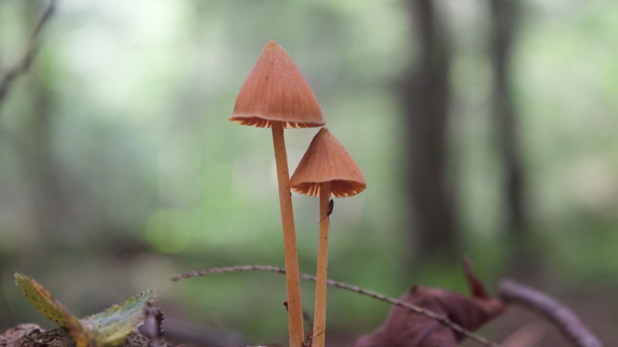 Fungus Friends