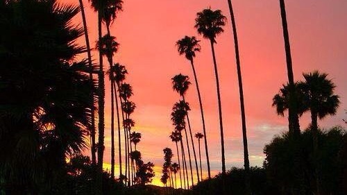 Palm Trees Tumblr Palm Trees Tumblr