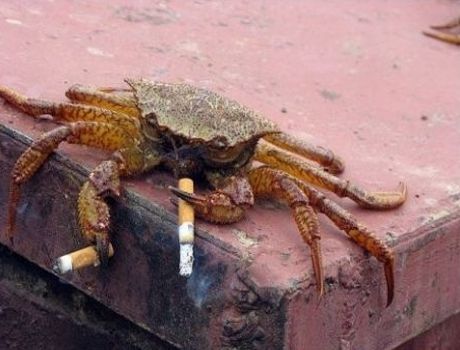 bring a crab to a knife fight