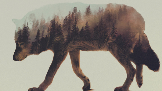 Znalezione obrazy dla zapytania tumblr wolf