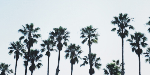 Palm Trees Tumblr Palm Trees Tumblr