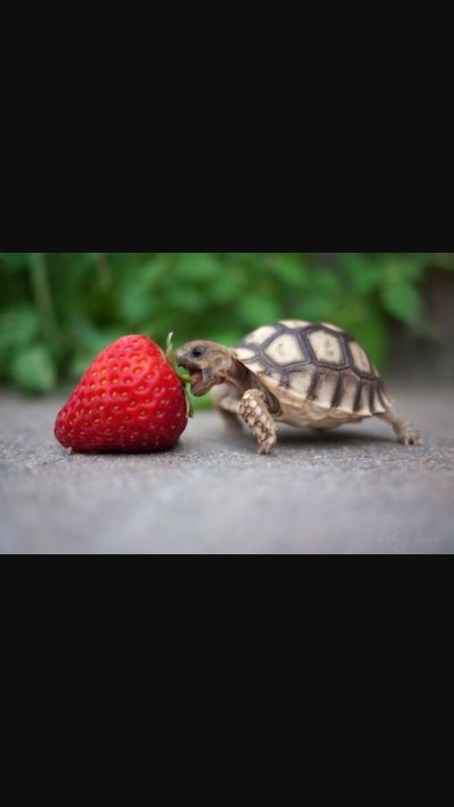 Tumblr baby animals