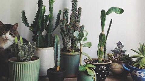 plants are friend tumblr