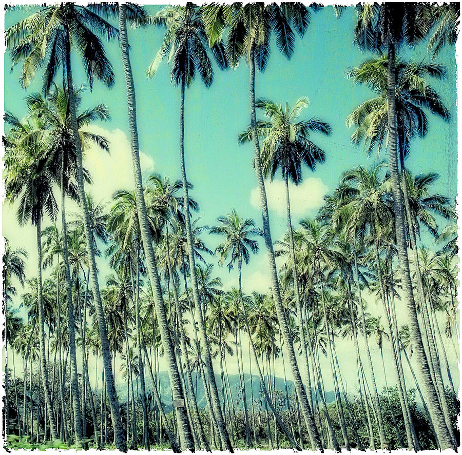 Palm Trees Tumblr Palm Trees Tumblr