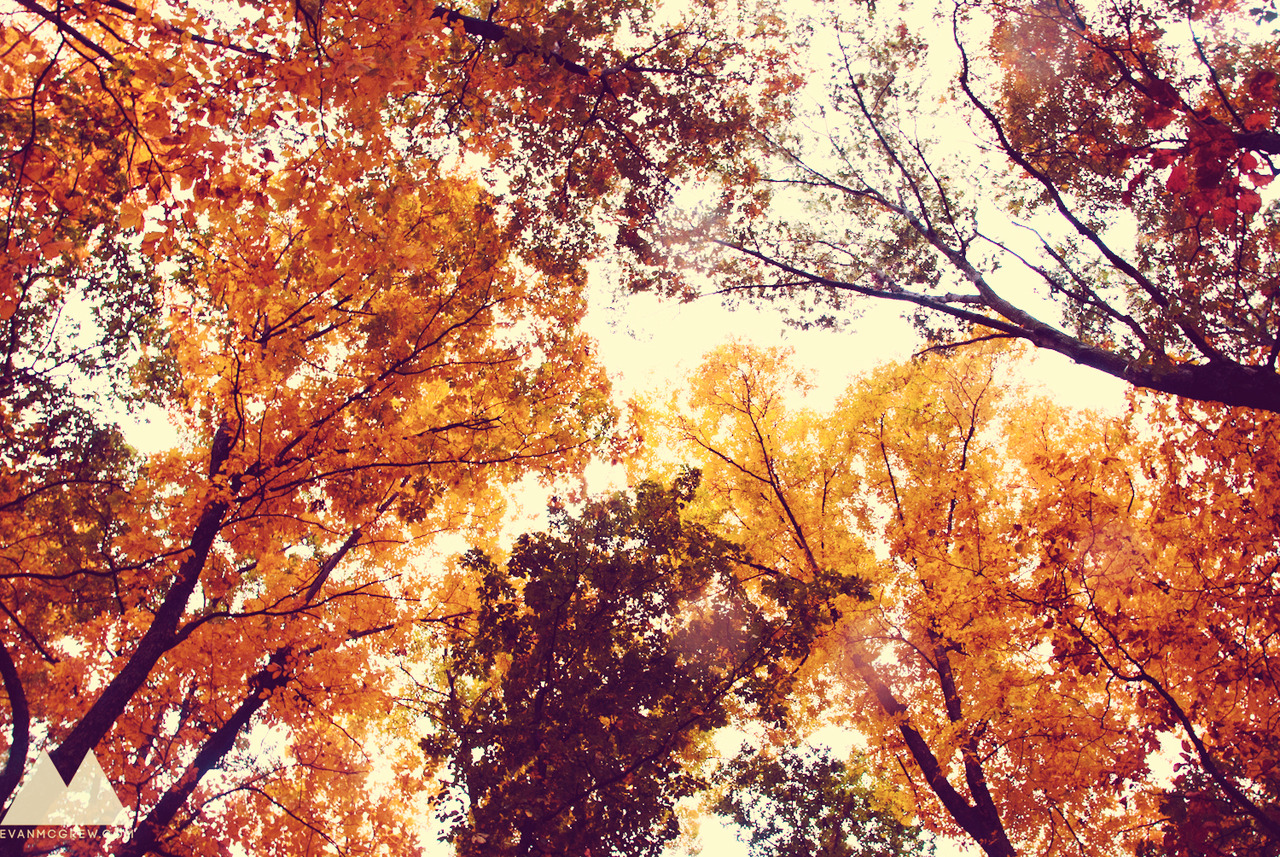 Résultat de recherche d'images pour "fall tumblr"