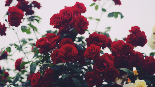 Resultado de imagem para flores tumblr