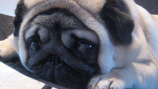 flat faced dogs flat faced www pixshark images galleries with a bite flat faced dogs flat faced www pixshark images galleries with a bite