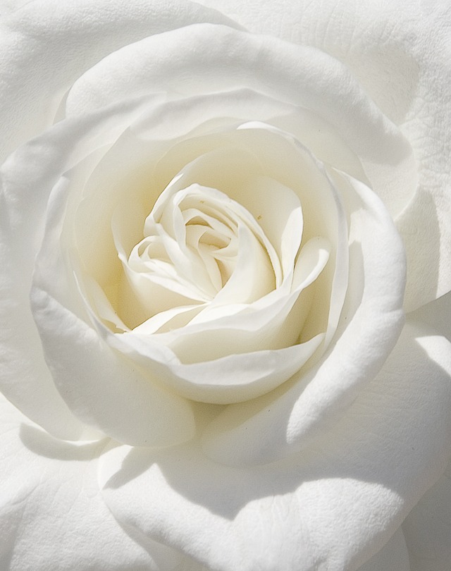 white rose thorns tumblr