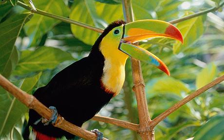 Keel billed toucan