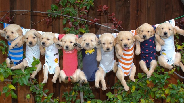 golden retriever breeders orange county golden retriever puppy hiccups dogs our friends photo golden retriever breeders orange county golden retriever puppy hiccups dogs our friends photo