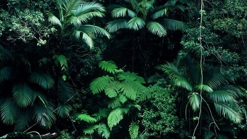 plants are best friends tumblr