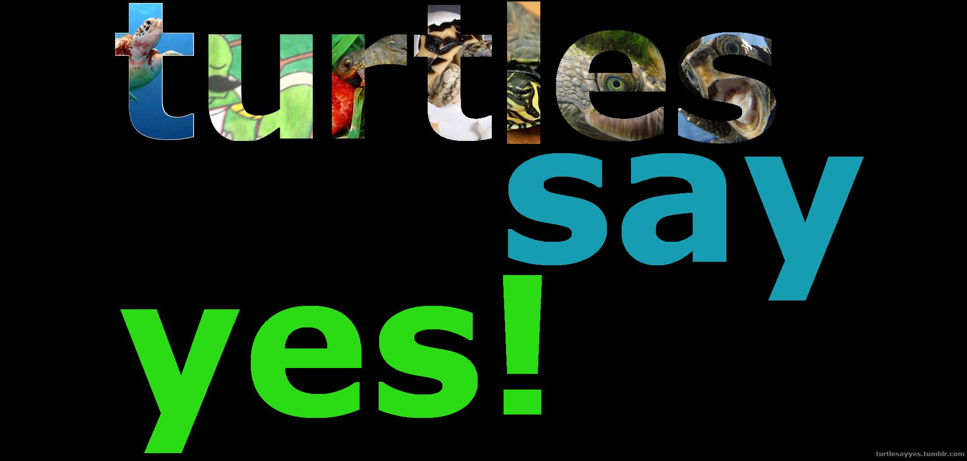 turtles say yes!
